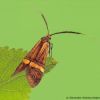 Nemophora degeerella