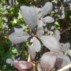 Berberis vulgaris f. atropurpurea Regel