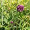 Цибуля кругла Allium rotundum)