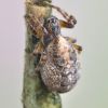 Cercidia prominens