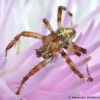 Araneus diadematus