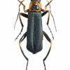 Cantharis nigricans