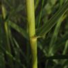 Spartina × townsendii H.Groves & J.Groves