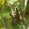 Павук-щиглик (Mangora acalypha)