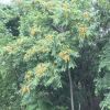 Ailanthus altissima