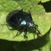 Zicrona caerulea (Pentatomidae)