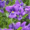 Фіалка відхилена. Фиалка отклонённая  (Viola declinata)