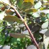 Berberis vulgaris f. atropurpurea Regel