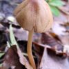 Conocybe tenera ?