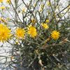 Crepis foetida subsp. rhoeadifolia (M.Bieb.) Čelak.