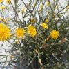 Crepis foetida subsp. rhoeadifolia (M.Bieb.) Čelak.