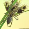 Agelena sp.
