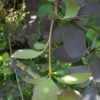 Berberis vulgaris f. atropurpurea Regel