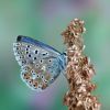 Lysandra bellargus