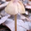 Conocybe tenera ?