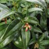 Sarcococca hookeriana var. digyna Franch.