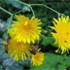 Жовтий осот болотний. Осот топяной. Sonchus arvensis ssp. uliginosus