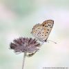 Lycaena tityrus