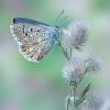 Lysandra bellargus