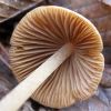 Conocybe tenera ?