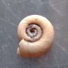 Planorbis planorbis
