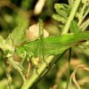 Tettigonia viridissima