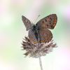 Lycaena tityrus