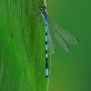 Coenagrion hastulatum