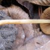 Conocybe tenera ?