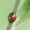 Subcoccinella vigintiquatuorpunctata