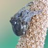 Araneus angulatus