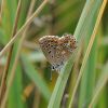 Lysandra bellargus