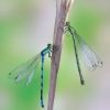 Coenagrion hastulatum