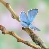 Lysandra bellargus