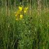 Lotus corniculatus var. maritimus Rupr.