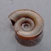 Planorbis planorbis