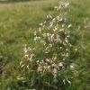 Deschampsia cespitosa (L.) P. Beauv.