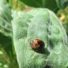 Coccinellidae