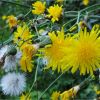 Жовтий осот болотний. Осот топяной. Sonchus arvensis ssp. uliginosus