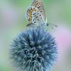 Plebejus argus