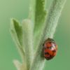 Subcoccinella vigintiquatuorpunctata