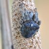 Araneus angulatus