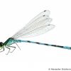 Coenagrion hastulatum