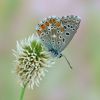 Lysandra bellargus