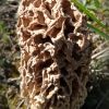 Зморшок степовий (Morchella steppicola) ??