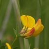 Lotus corniculatus var. maritimus Rupr.