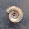 Planorbis planorbis