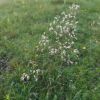 Deschampsia cespitosa (L.) P. Beauv.