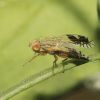 Tephritidae (Diptera)