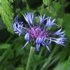 Волошка мармароська. Василёк мармарошский. Centaurea marmarosiensis
